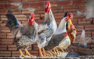 Imagen-de-Enrique-en-Pixabay